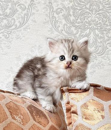 Pişiklər: Şotland, Erkək, Dişi, Yaxşı əllərə, Ödənişli çatdırılma, Rayonlara çatdırılma, Ünvandan götürmə — 9