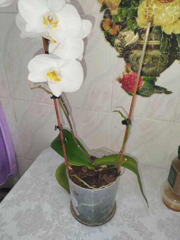 гулдор комнатный: Продам орхидеи от 500 до 800 и два больших цветка