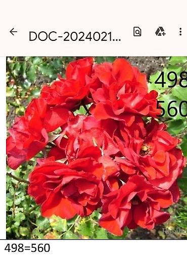 Садовые цветы и кустарники: Корни роз - Крупноцветковая чайно-гибридная роза с — 19