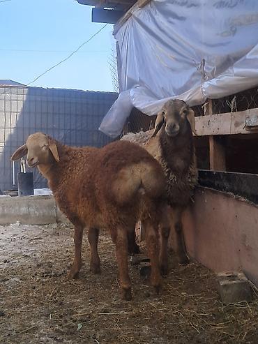 Баран, овца: Продаю | Овца (самка) | Для разведения | Матка — 4