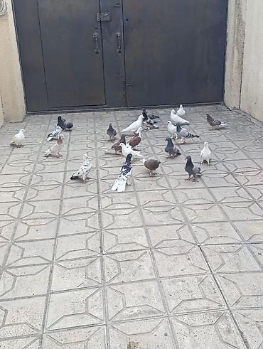 Göyərçinlər: Göyərçinlər satılır –tek cüt fərqi yoxdur kim görerem olsa münasib — 6