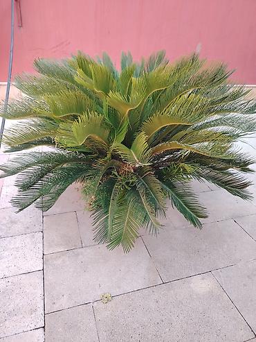 xurma: Bitki: Cycas revoluta (Saqo xurması, Sago Palm) - Növ: Həmişəyaşıl — 5