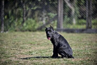 pepco krevet za mačke: Cane Corso štenci U potrazi ste za zdravim i kvalitetnim štenetom