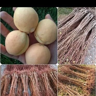 Şitillər: Dekarativ bitgilerin satişi — 4