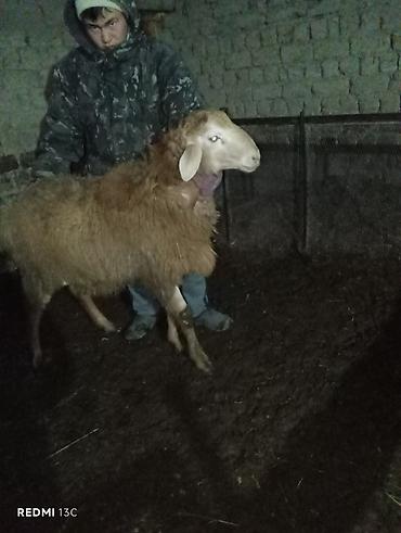 Баран, овца: Продаю | Баран (самец) | Для разведения — 10