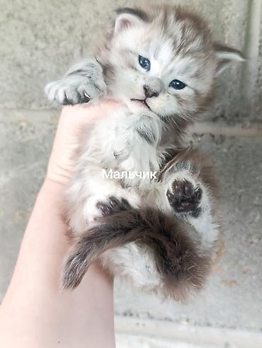 сфинкс котята купить: Котята мейн-кун!!!❤️❤️💙 Истинная красота рождается там, где природа — 3