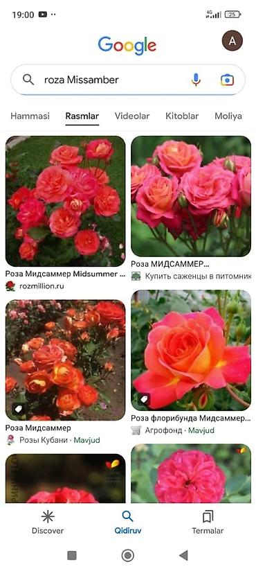 местные розы бишкек: Саженцы роз оптом роза кочоттору — 5