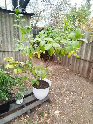 фикус али: Продаю лимон 🍋