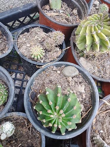 kalatea slike: Kolekcija kaktusa – više vrsta u saksijama - Opuntia (indijska — 8