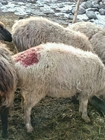 Бараны, овцы: Продаю | Ягненок | Меринос | На забой | Кастрированные at lalafo.kg — 7 Бараны, овцы: Продаю | Ягненок | Меринос | На забой | Кастрированные — 7