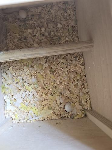 bulbul quşu satışı: Salam ər və arvad yumurtalarıda var. 65 manatdan 45 manata endirim — 3