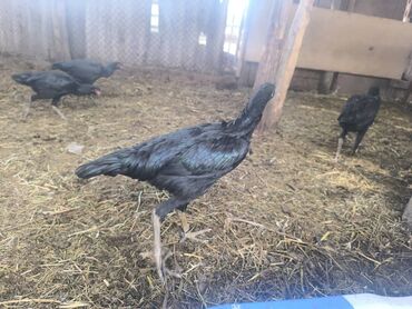 купить домик для кошки недорого: Продаю курачек пяти месяцев, Цена Окончательная оптовая. на выбор