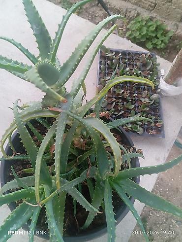 алоэ пайдасы: Aloe vera (sukkulent) – iri plastik dibçəkdə - Bitki: Aloe vera — 1