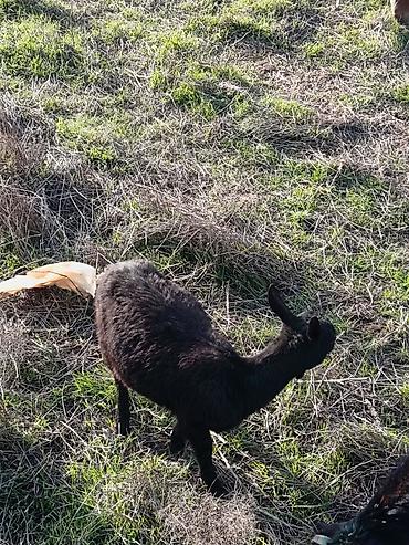 Keçilər, çəpişlər: Çəpiş keçi qoyun sürü və ya tək tək satram. Qiymet ferqlidirMəhsul — 29