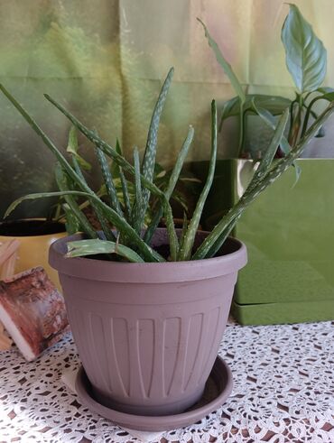 Ostale kućne biljke: Aloja u saksiji prečnika 19cm - 500 din Aloja u saksiji prečnika 15cm — 3