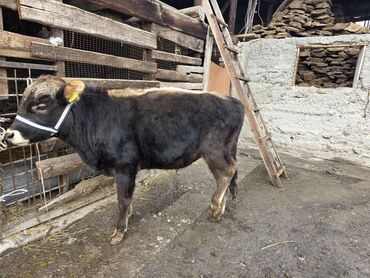 Коровы, быки: Продаю | Музоо, торпок | На откорм | Привязанные — 8