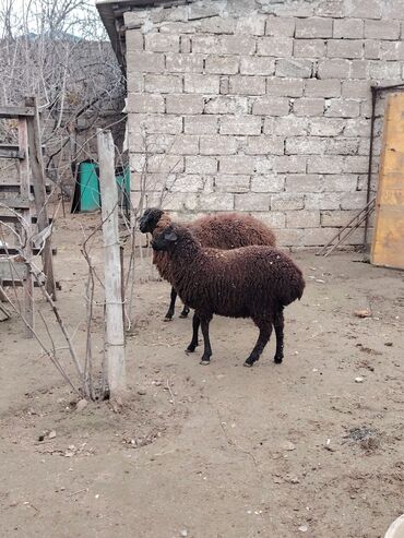 Qoyunlar, qoçlar: Məhsul: Qoyun və quzular Qoyun balası ilə satılır cəm 13 qoyun 13 — 1