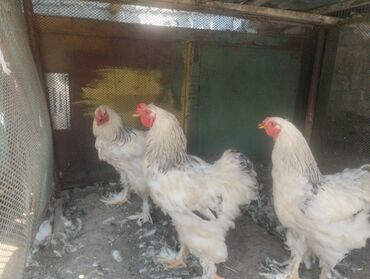 курица продаю: Продаю петух 1500 сом порода брам город Бишкек 
тел