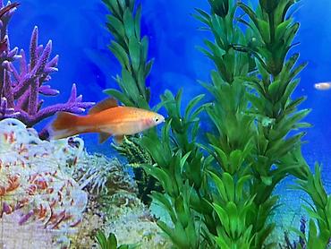 Balıqlar: Sülhsevər, Ödənişli çatdırılma -da lalafo.az — 16 Balıqlar: Sülhsevər, Ödənişli çatdırılma — 16