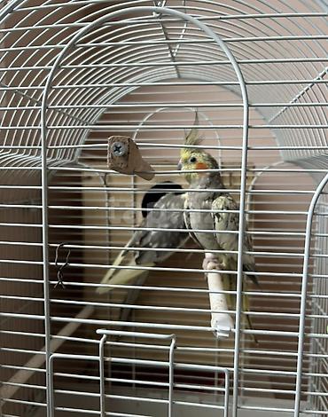 heyvanlar quşlar: Nimfa (Cockatiel) cütü – qəfəs və yuvalıqla birlikdə - Növ: Nimfa — 1