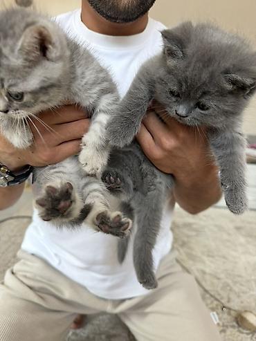 кошки свинкс: 🐾 Шотландские вислоухие котята (Scottish Fold) 🐾 Продаются — 2