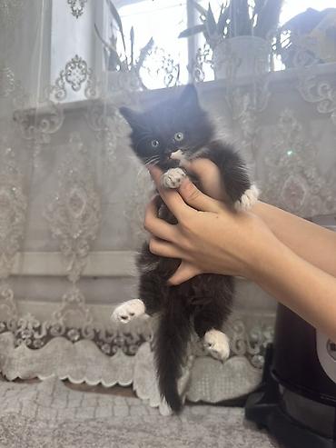 Продажа кошек: Плюшевые котята от мамы рэгдолл❤️ котятам 2-месяца, кушают все, ходят at lalafo.kg — 9 Продажа кошек: Плюшевые котята от мамы рэгдолл❤️ котятам 2-месяца, кушают все, ходят — 9