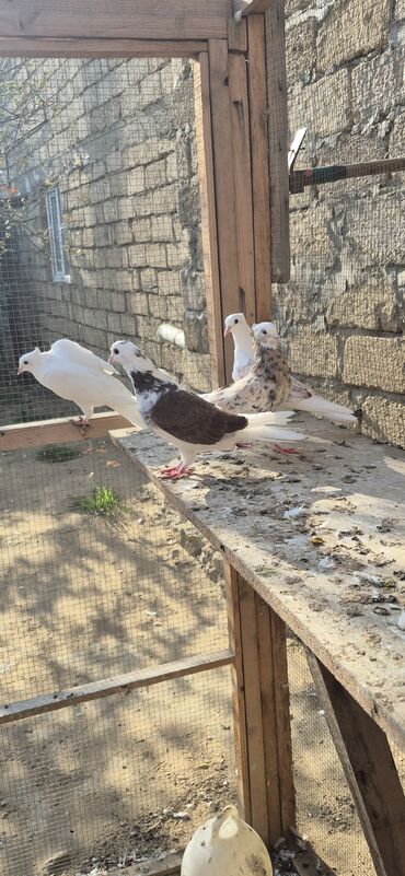 Göyərçinlər: Əvvəla salam. Təmiz qan iran miz kəkilləri satılır. 4düdə masallı — 9