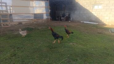 черепахи живые: Сатам | Короздор | Тебиштирүүчү | Көбөйтүү үчүн