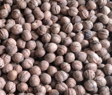 мед цена за 1 кг 2023 бишкек: Продаю грецкие орехи со своего огорода, свежий урожай по 100 сом за 1