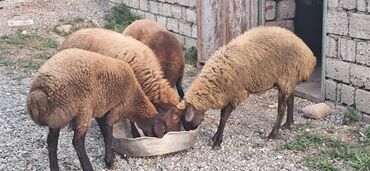 qurbanlıq qoyun: Самка, Qala, лет: 2, 1 кг, Для разведения