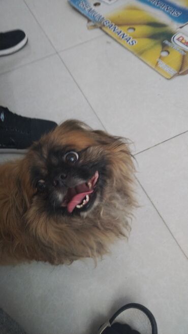İtlər: Pekines