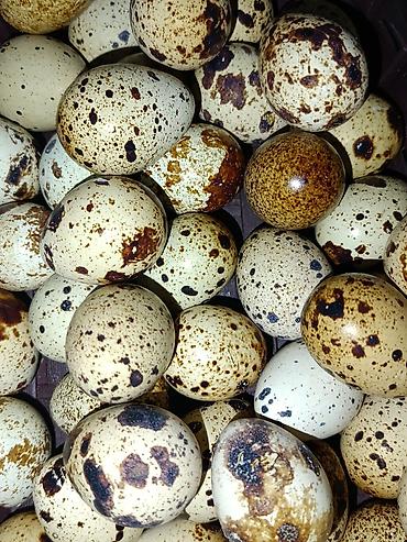 ящики для цыплят: Домашние куриные яйца - Натуральные, деревенские яйца от кур на — 2