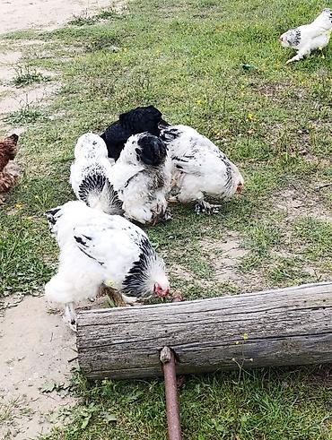 Digər quşlar: 3 dənə xoruzdu Heç 1 yaşları yoxdu 2 si təzə banlamağa başlayıb biri — 10