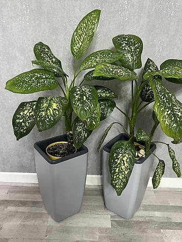 Фикусы: Фикус Бенджамина в напольных кашпо - Два взрослых деревца в отдельных — 63