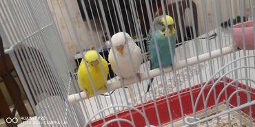 сколько стоит попугай с клеткой: Продаём 3 попугая вместе с клеткой ) разной породы Попугаи очень