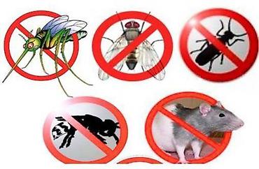 Дезинфекция, дезинсекция: Дезинфекция, дезинсекция, | Муравьи, Вирусы, микробы, Мыши и крысы, | Дома, Офисы, Подвал, погреб — 2