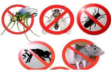 Дезинфекция, дезинсекция: Дезинфекция, дезинсекция, | Блохи, Муравьи, Мыши и крысы, | Дома, Кафе, магазины, Квартиры — 2
