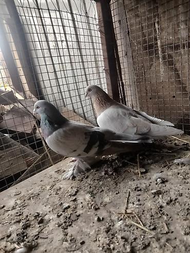 Птицы: Срочносрочно🆘 продается голуби пара 800сомов пажалуйста пишете в — 1