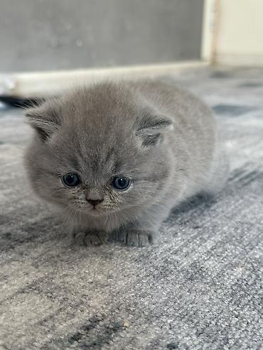 сколько стоит британская вислоухая кошка: Плюшевый котенок серого (blue) окраса - Порода: британская — 2