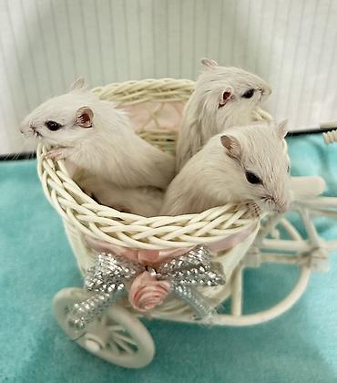 Другое: Продаю малышей монгольских песчанок. Возраст 1 месяц. 3 девочки и один — 3