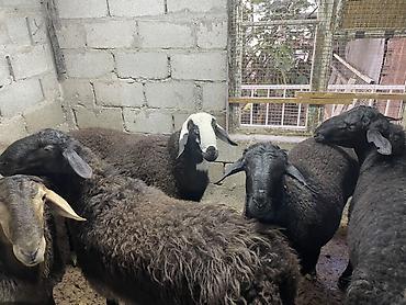 Баран, овца: Продаю | Баран (самец) | Для разведения — 1