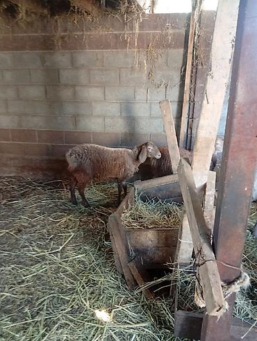 А/ч жаныбарларын сатам: Сатам | Ургаачы кой (ургаачы) | Көбөйтүү үчүн — 3