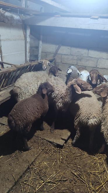 Qoyunlar, qoçlar: Sağlam cavan heyvanlardi kom satılır Kurdexanidadi. Ümumi 12 Heyvandi — 3