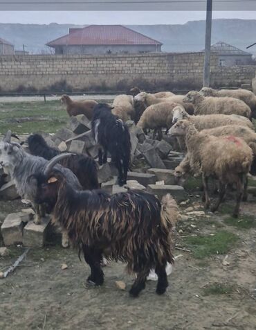 zaqatala qoyun: Dişi, il: 1, Damazlıq, Ünvandan götürmə