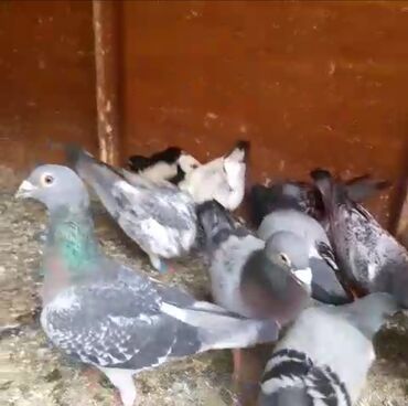 Göyərçinlər: Göyərçinlər
cütü 35 AZN — 12