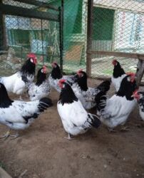 продаю дойных коров: Продаю семейство Лакефельдеров! 2 петуха и 12 кур! Возраст 1 год! В
