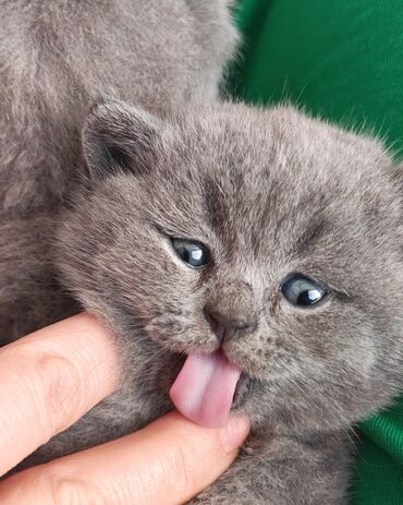 Pişiklər: Şotland — 13