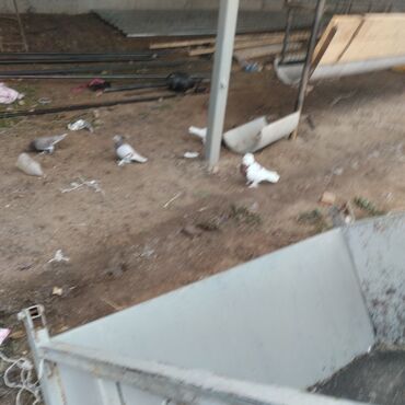 Птицы: Продаю голубей — 7