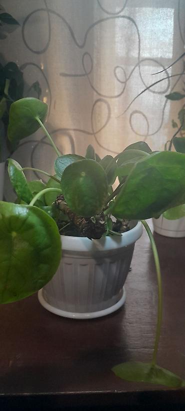 Бегонии: Продаю домашние растения — 28