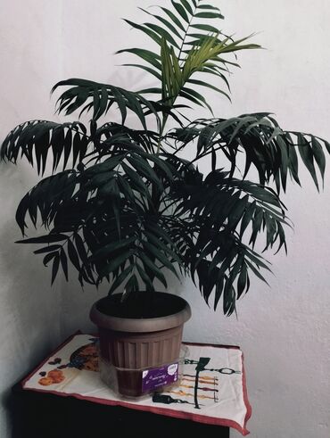 цветы для дома: Домашняя пальма Ропалостилис